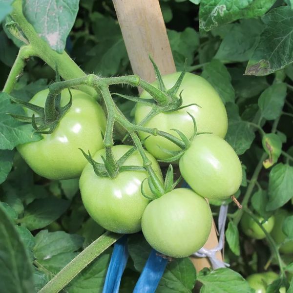 今年北京福提園養老院的“承包小菜園”來了